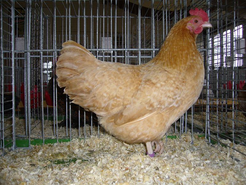 Bezirksschau Luebbecke 321.jpg - Zwerg Niederrheiner gelbsperber von Jan-dirk Bredebusch Preis sg 94 Z